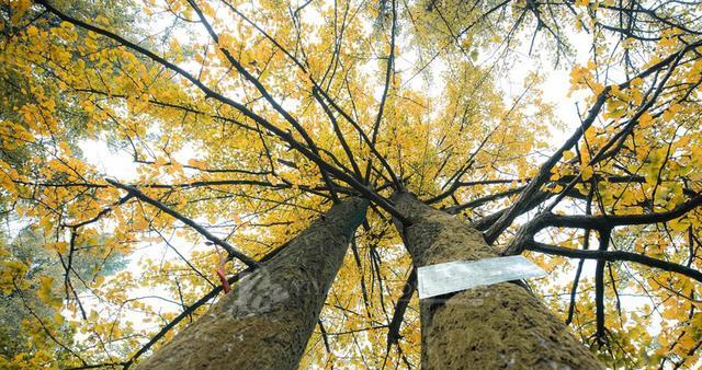 湖南|湖南这个68万人的县很低调,却被誉为美人窝,还是黄忠的故乡