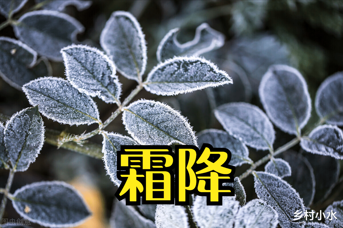 10月23号霜降,老人说“九月霜,来年荒”,今年是九月霜吗?