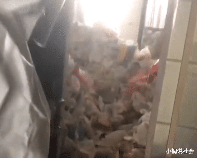 浙江省|浙江一租房太臭被投诉,房东上门吓坏了:女租客2年未扔垃圾