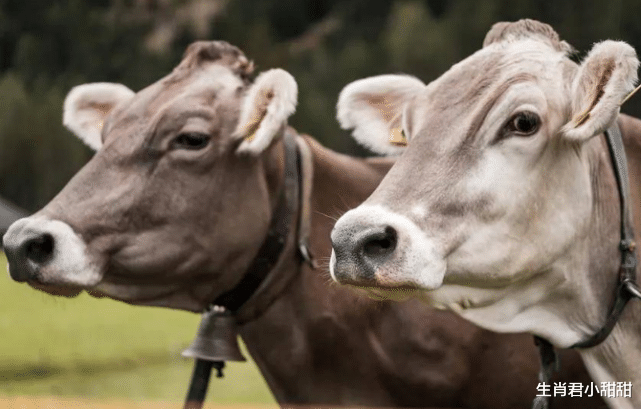 穿衣搭配|喜事成堆财运来敲门,属牛人在虎年得到眷顾,在职场得到领导器重
