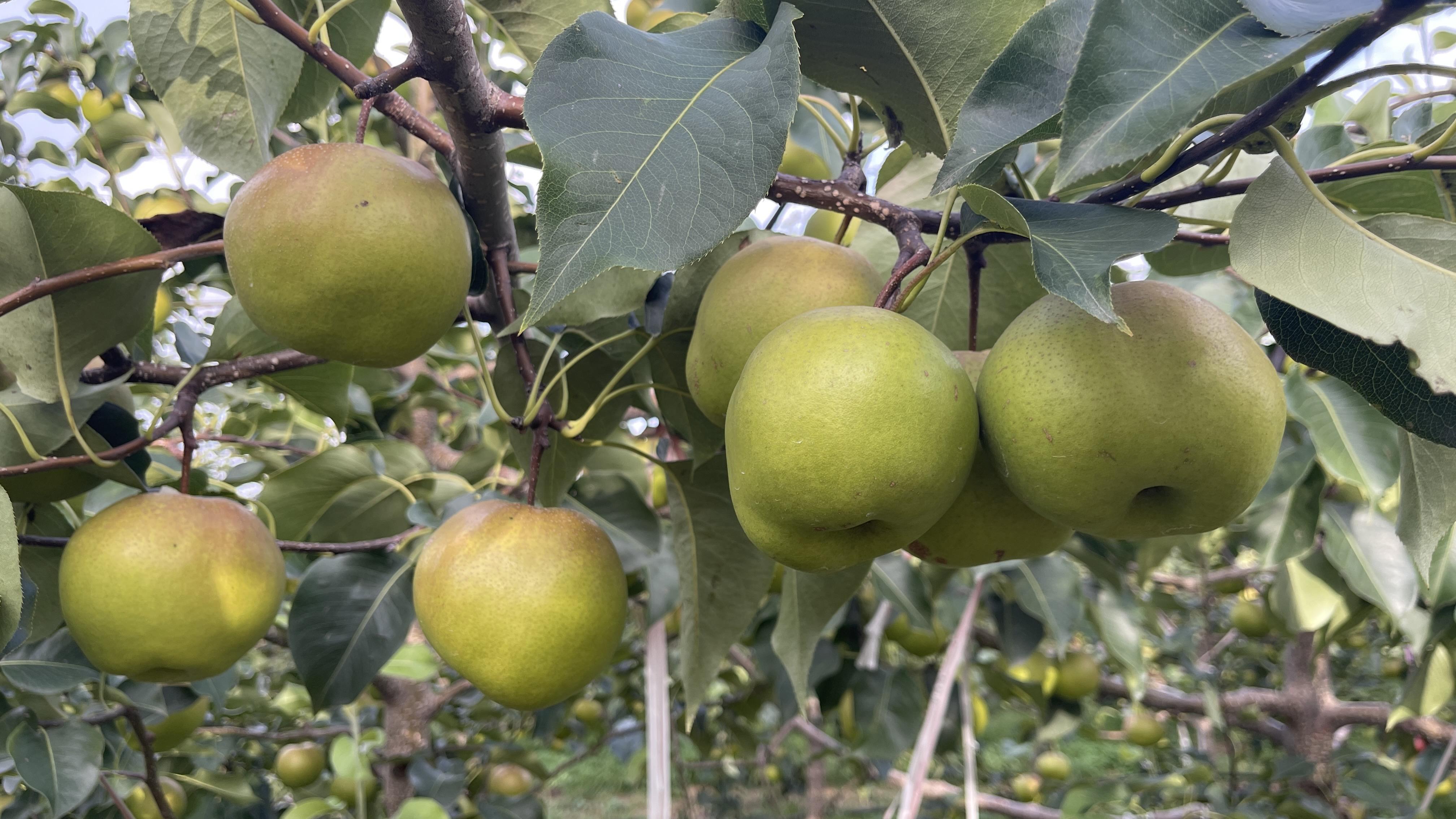 邮票|肉如羊脂,一口就爆汁,秋天吃黄陵翡翠梨也太爽了吧