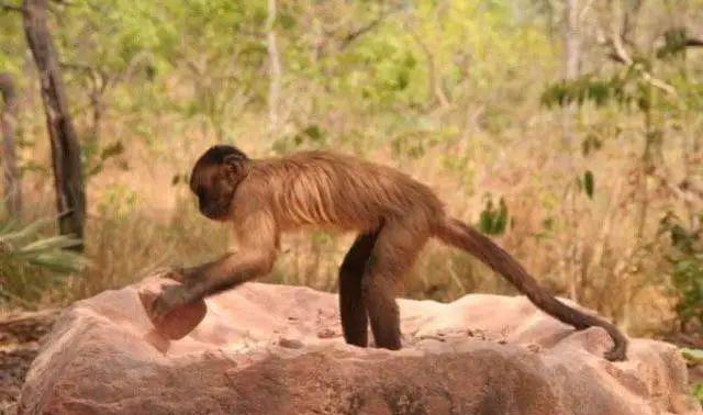巴拿马的猴子已经进化了？难道真的能进化成人类？