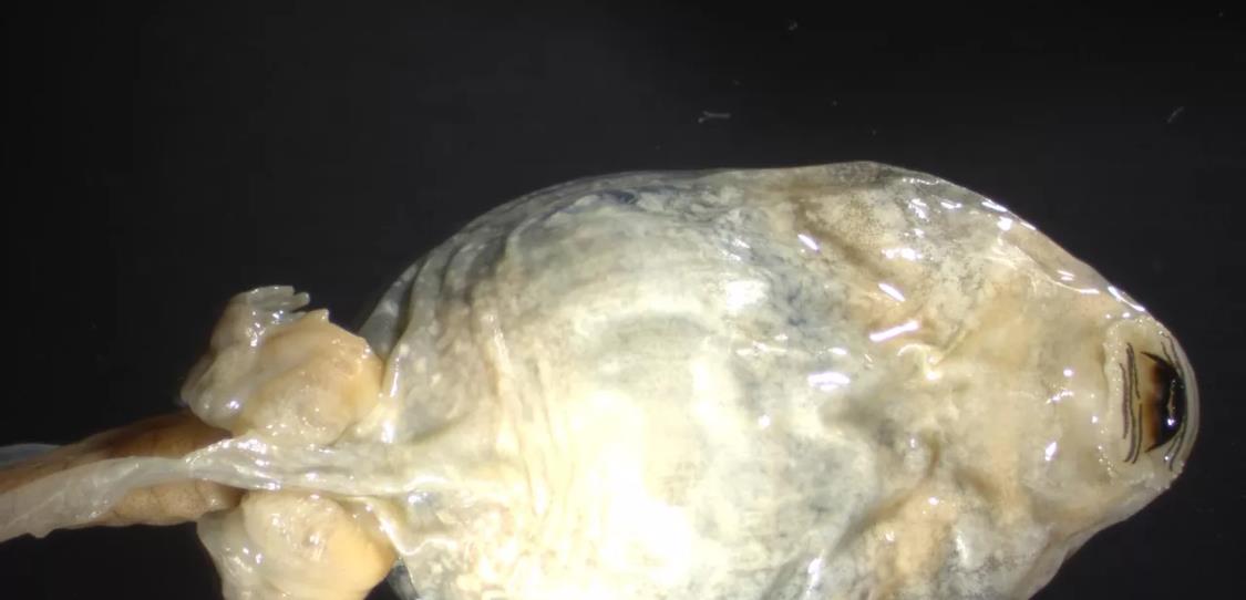 有“怪物”!俄罗斯池塘青蛙神秘异常变种,到底是什么原因?