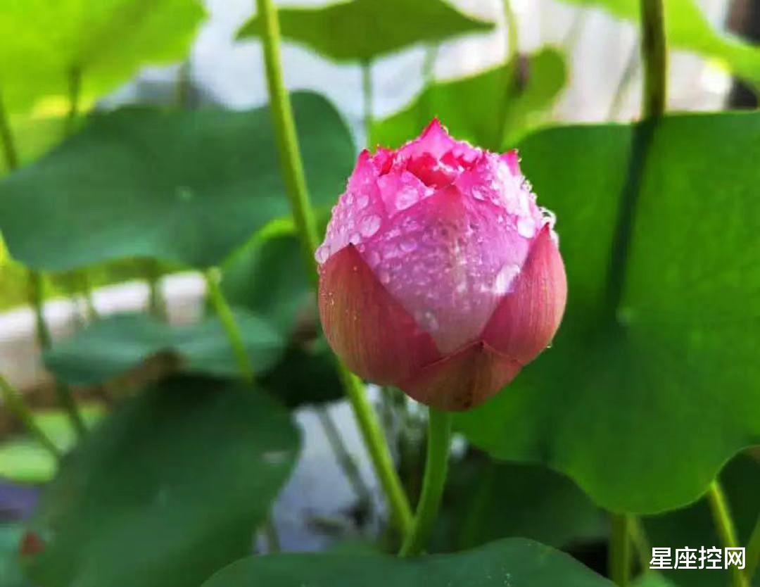 白羊座|哪几个日子出生的人，潜力突破，虎年春节有大运，福气临门