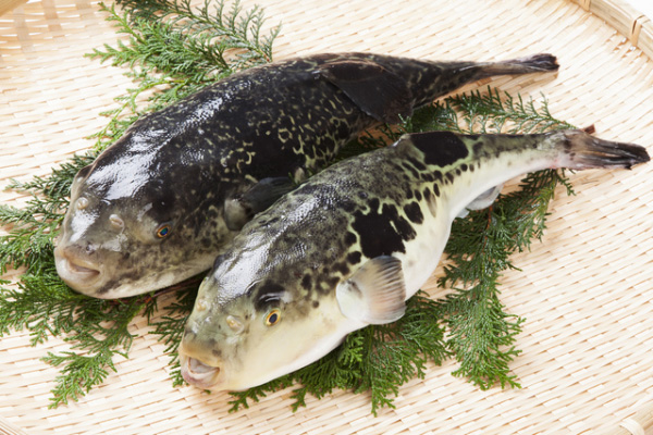 |了解日本的“旬”文化，当地人都是如何选择一年四季的鱼料理的？