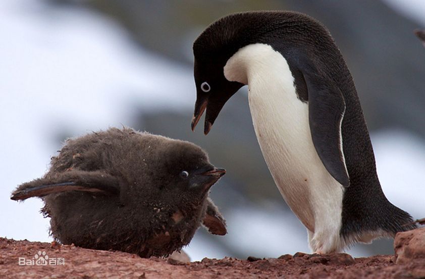 游天下美景001南极洲(15)“南极土著”帝企鹅和阿德利企鹅