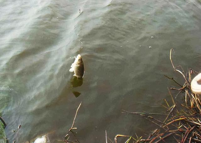 |深冬作钓钓法技巧（一）