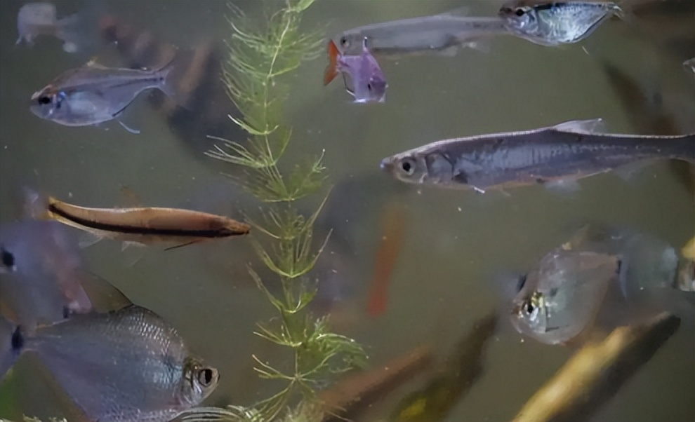 |深秋野钓鲫鱼要做到“六钓六不钓”,你也一样能钓得盆满钵满