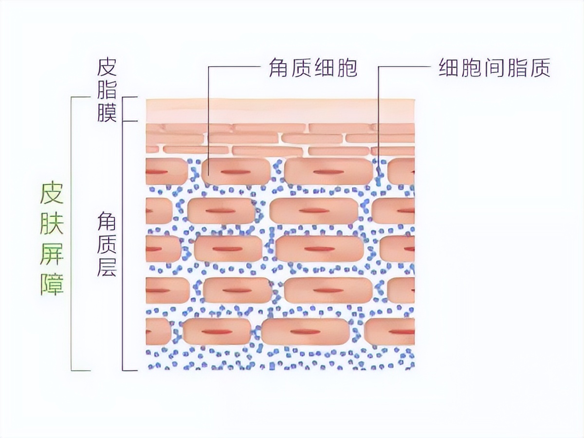 瘦腰 皮肤屏障修复“四部曲”，问题肌肤看过来！