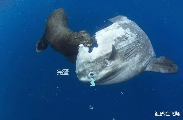 世界上最“笨”的物种,体内却带毒不亚于河豚,渔民捕到立马放生