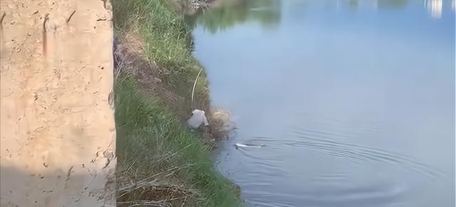 大爷|人鱼大战!大爷垂钓中大鱼,反被拉进了水里,网友:独乐不如众乐