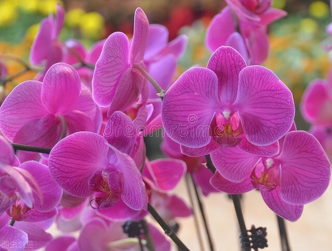 亚龙湾|郭进拴|走进亚龙湾