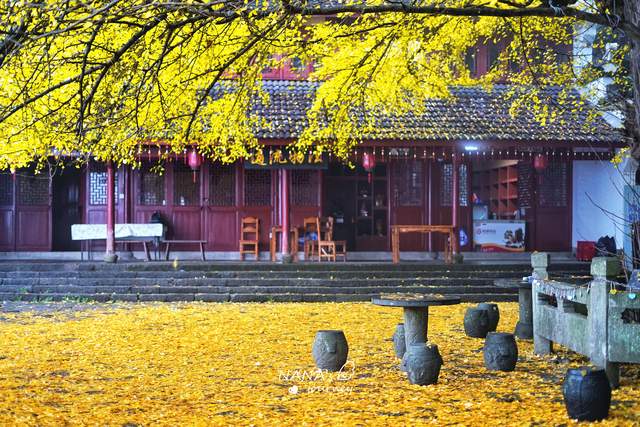 银杏树|金秋登山，在大慈岩寻到银杏秘境