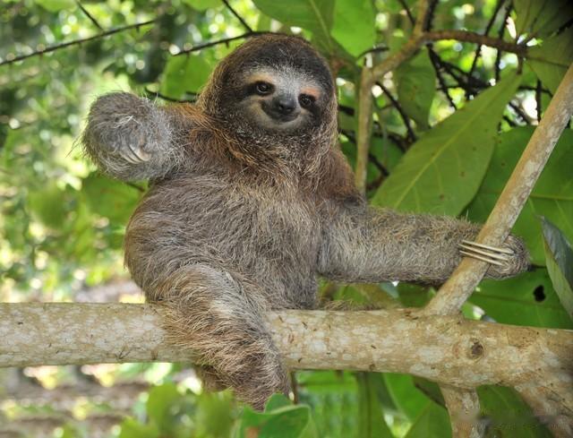 树懒:寿命的4/5在睡觉,每分走2.