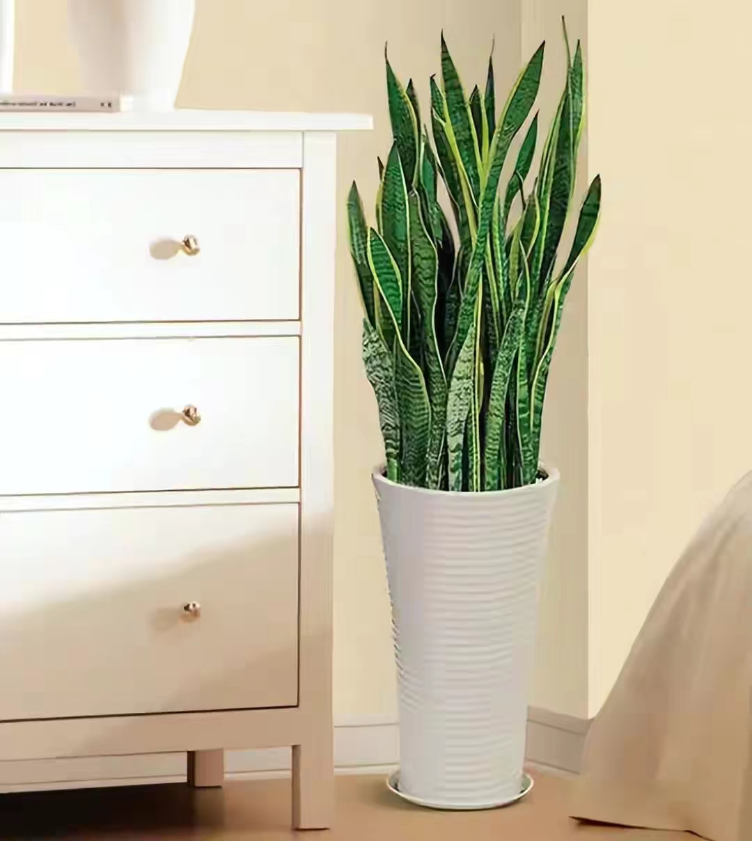 四种“健康花”,适合养在卧室,空气清新,有助睡眠