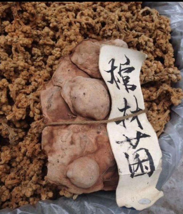 传说中的“棺材菌”是什么菌?迁坟发现超大棺材菌,专家:木腐菌