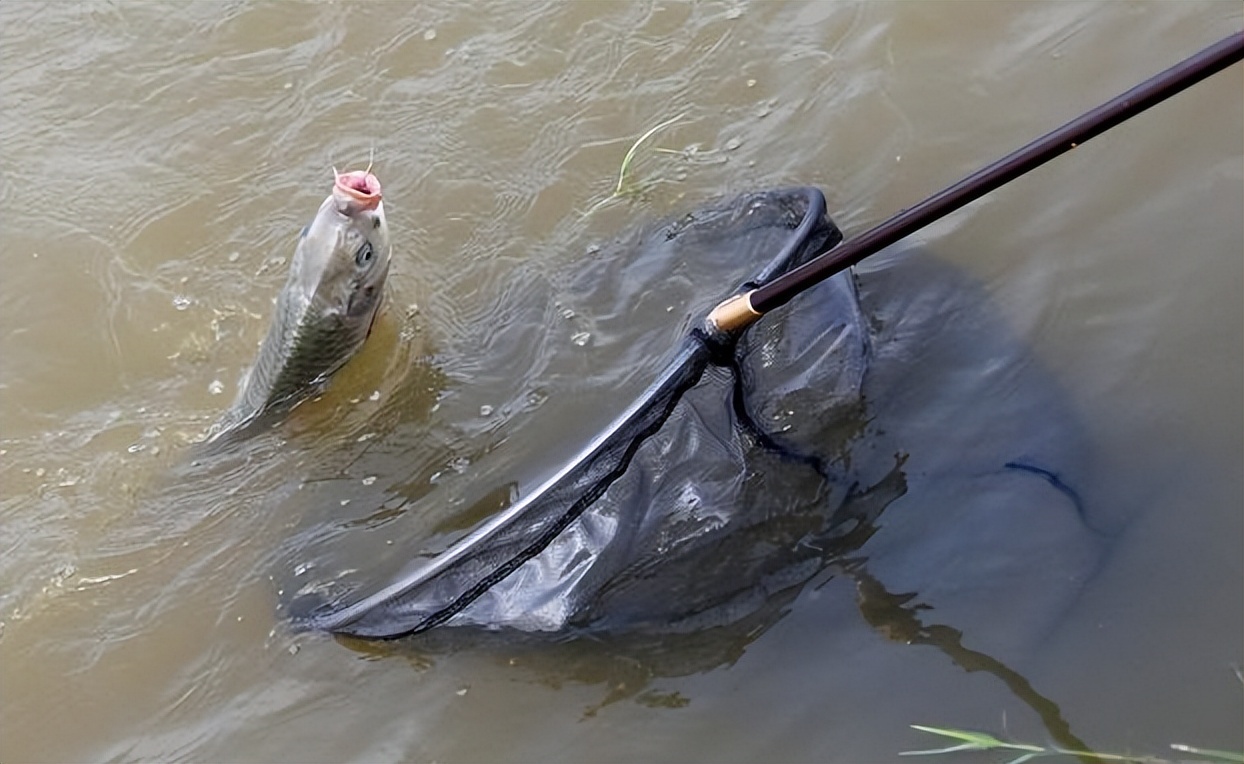 |春末夏初钓鱼变数多,掌握5个关键点,任何水面都能“爆护”