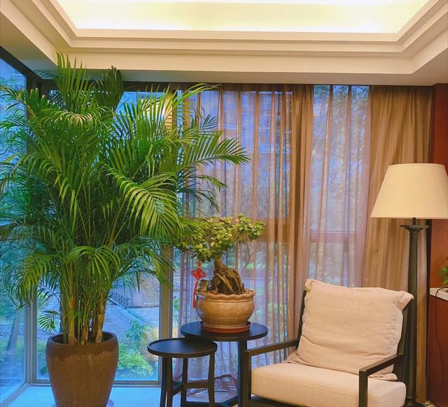 6种大型花,霸气有格调,客厅一放,堪比净化器,实用又大气