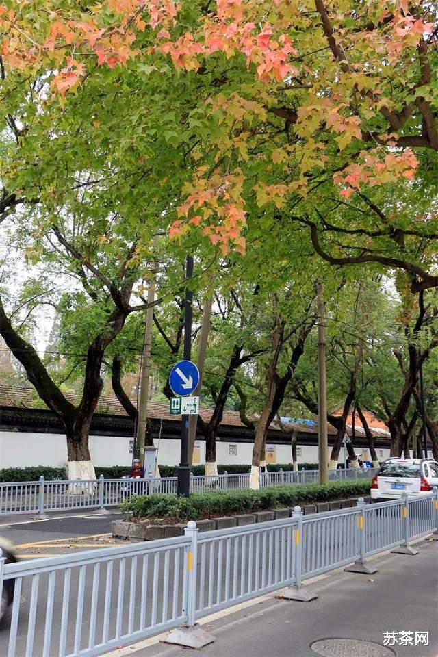 杭州|枫桥路的红枫渐入佳境,道前街的银杏黄到鼎盛,去去去!