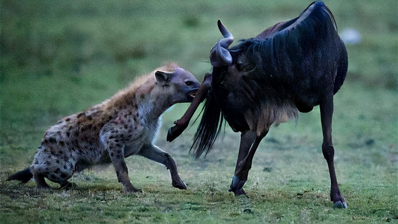 非洲草原上的肛肠科大夫，鬣狗实力强大但性情温顺，从来不伤人