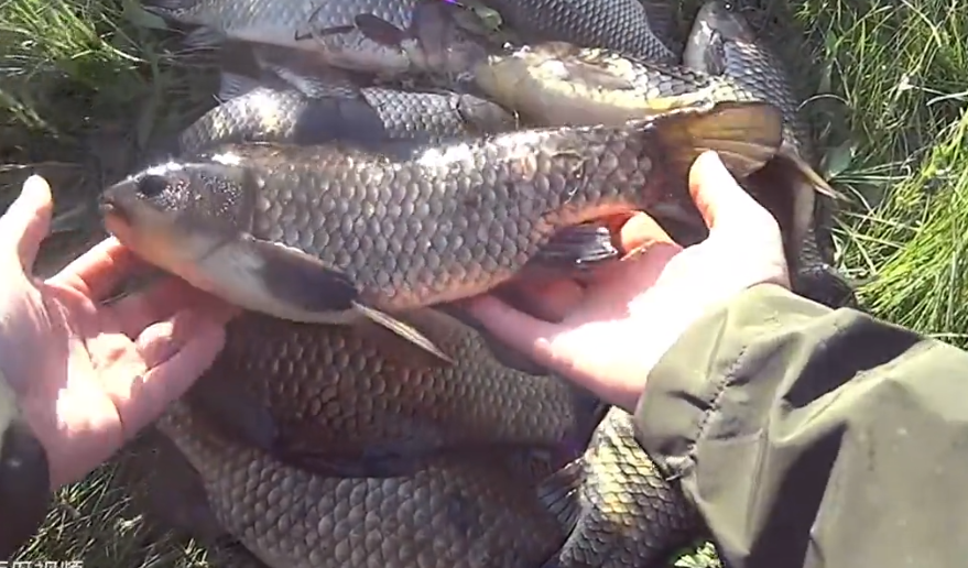钓鱼|远东地区淡水湖大鱼成群,板鲫论斤起,半米大鱼躺草间
