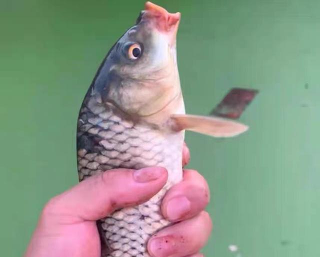 |上游放鱼下游钓,大妈急眼爆粗口,到底是谁没素质?