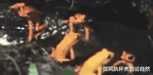 永远消失的20种野生动物,动图警醒人类,保护现有动物刻不容缓