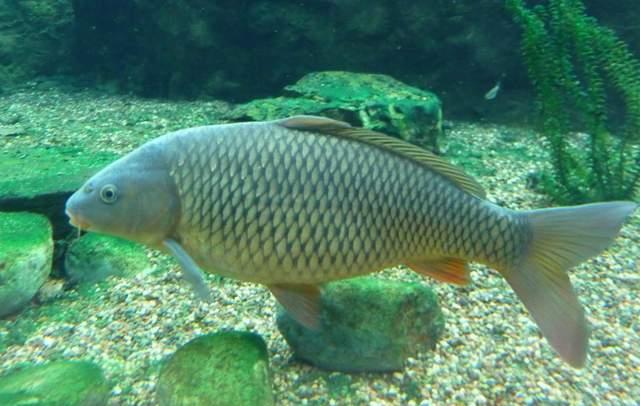 |浅谈鱼儿的趋温性，误解颇多，大幅影响渔获