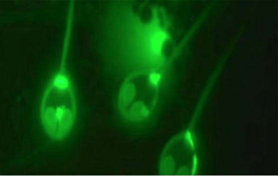 第一个生命是什么样的?英国科学家的这个发现,或会改写生物课本