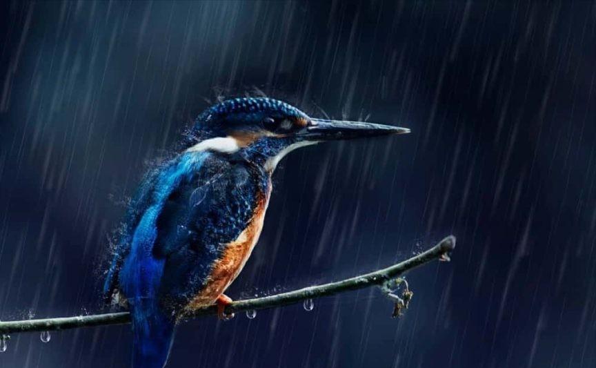 鸟窝露天朝上,鸟儿在下雨天该怎么躲雨?它们会被冻死吗?