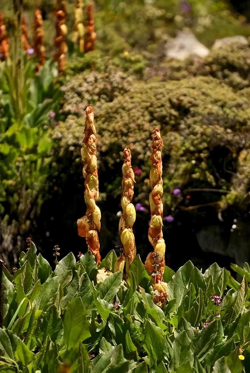 川藏公路|川藏线偶遇神似“大白菜”的植物，勿随意触碰采摘，小心付出代价