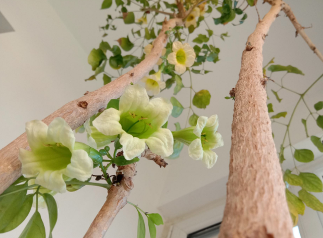 上海市|“客厅养树,十有九富”!老祖宗留下的“规矩”,说的太有道理了