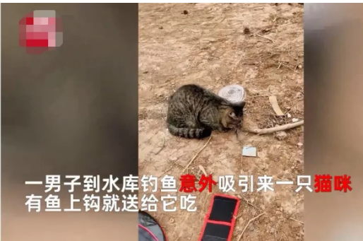 水库|重庆,一名男子7天里3次跑到水库钓鱼时都遇到了一只猫,有鱼上钩就给猫吃一些