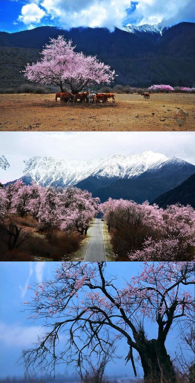穷游|人间最美的三月天，西藏的春天从林芝开始啦