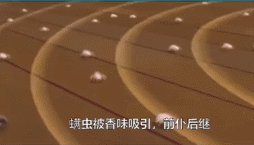 被子盖久了“有异味”?教你一招,不用晒不用洗,干净又杀菌