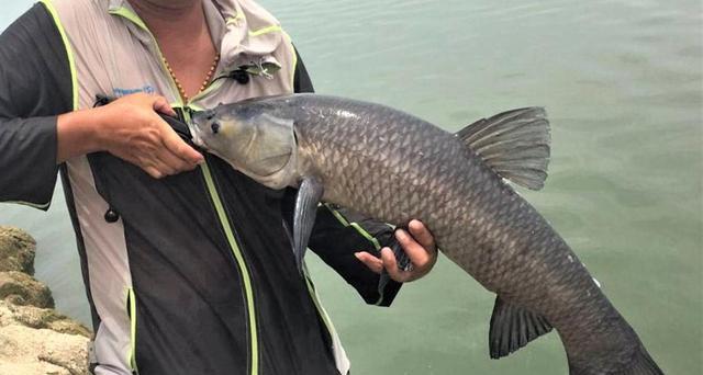 |这十大淡水鱼,是钓鱼时最有手感的鱼,你一共钓到了几种?