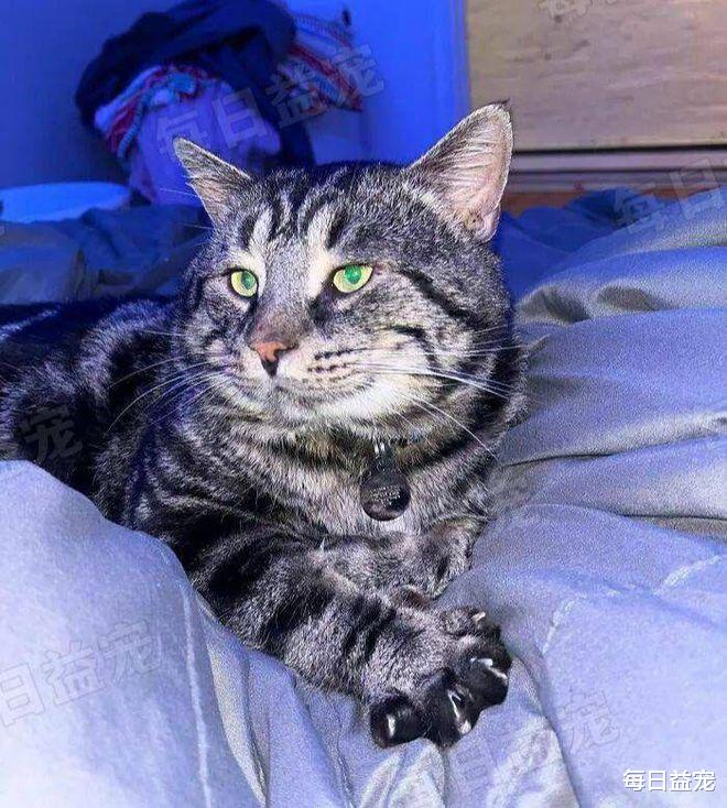 猫界“忧郁哥”走红，沮丧小脸引人注目，被收养后360°大转变