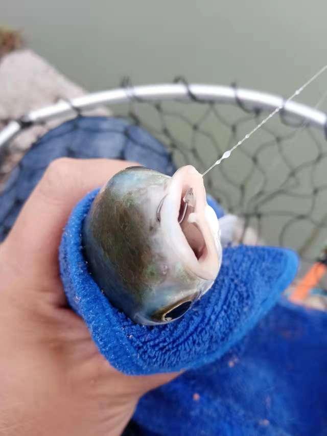 |【作钓报告】2022钓鱼之路已走完,2023开拓新的天地解锁新鱼种