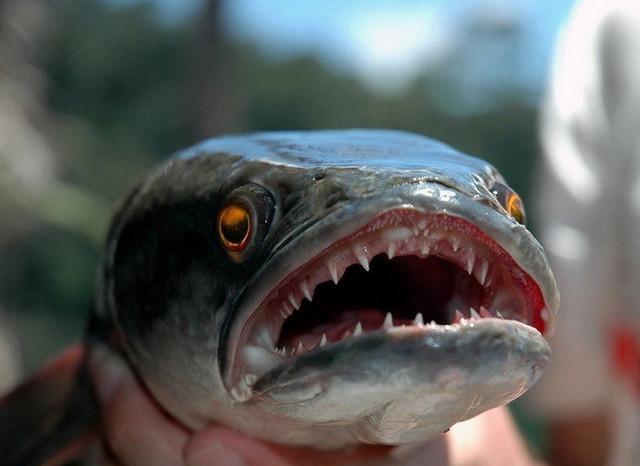 |钓了几条鱼后就没动静了，新手要补窝，老钓友却这样做