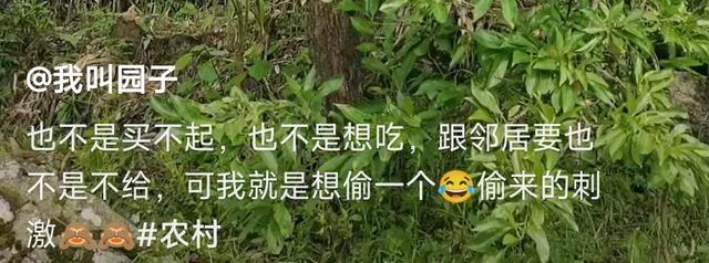 湖北:女子偷吃邻居家的李子中毒,住院3天被大爷大妈轮流取笑