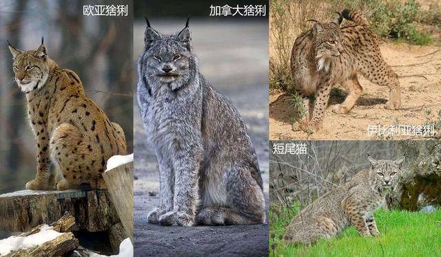 被猞猁压制,被驼鹿反杀,狼作为食肉动物为什么混得这么惨?