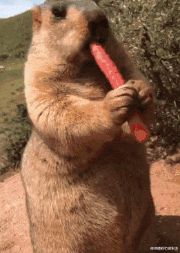 张庭|张庭林瑞阳现身机场一路小跑,落魄到像“逃难”,儿子早已拉黑其联系方式