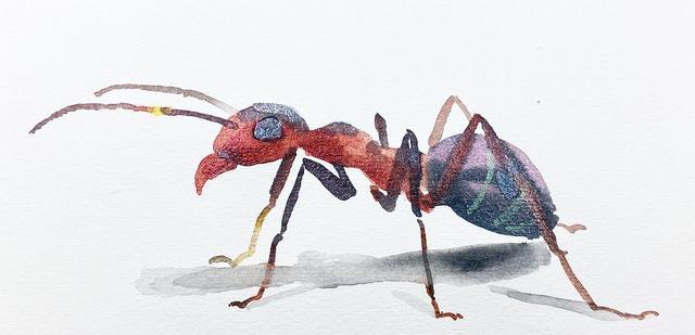 蚁群没有指挥官,是如何决策的?新研究:它们的行为就像神经网络