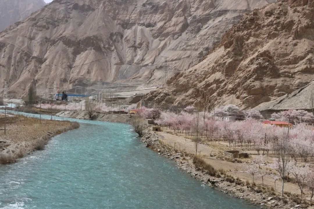 新疆维吾尔自治区|这个春天去南疆看百年杏树花开吧，美得像诗里纷飞的华丽章节
