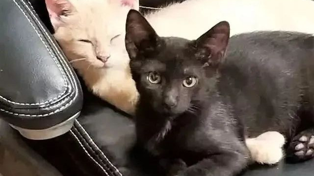 网友原本想领养一只猫，领回家后发现竟有2只...