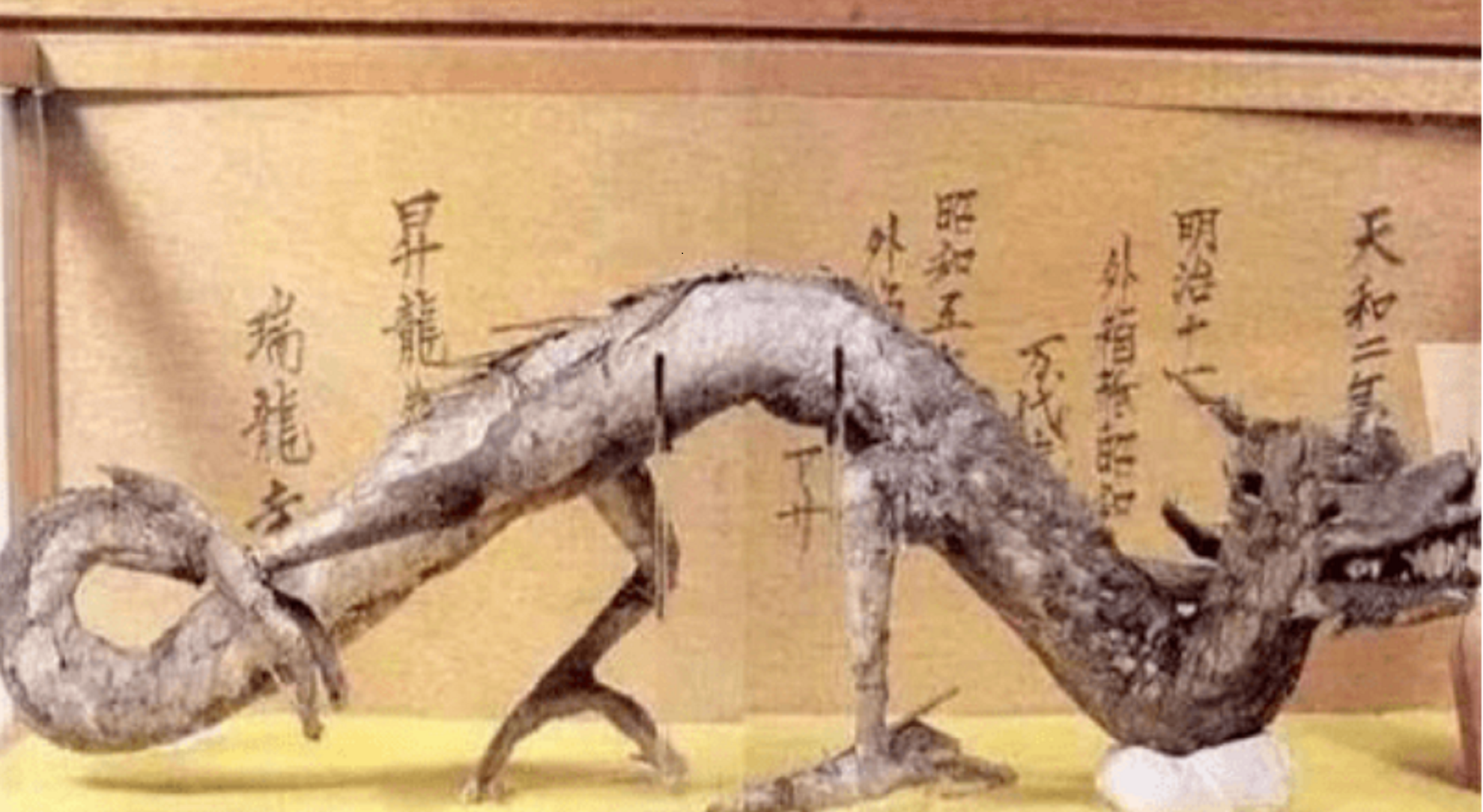 世界上真的有龙吗,有很多人目睹,在一个地方还发现了标本