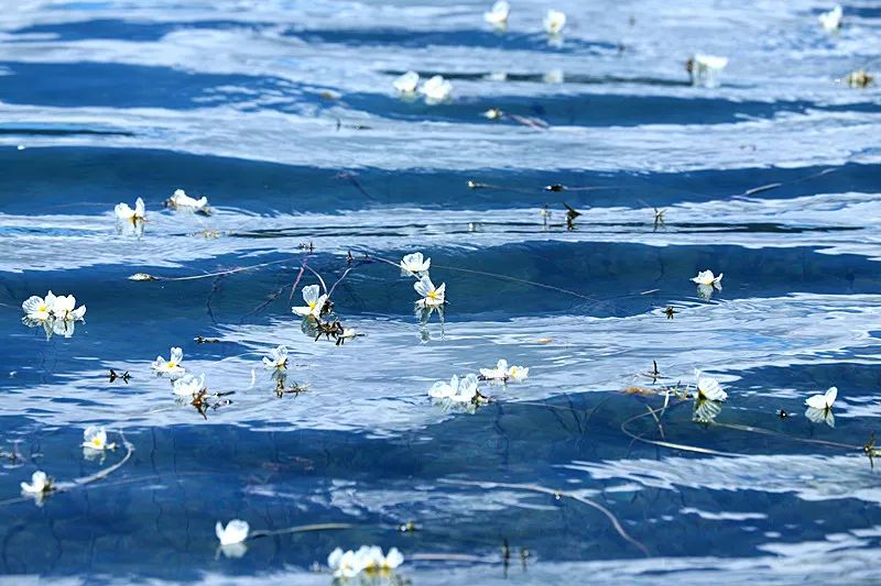 海菜花|泸沽湖再上央视，海菜花已绽放成海