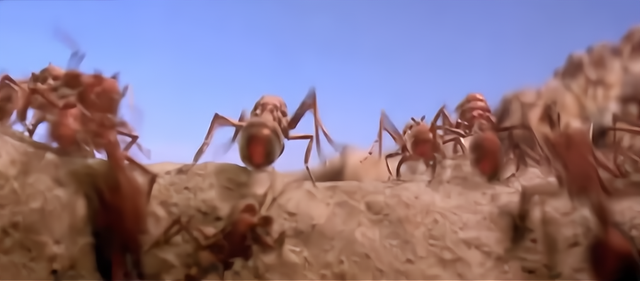 食人行军蚁黑潮袭来吞没一切生物,1800人军队竟被行军蚁灭团?