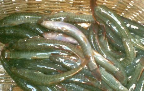 |长得很像泥鳅，背上有倒刺还爱吃肉，钓鱼人最烦它，如今70元1斤