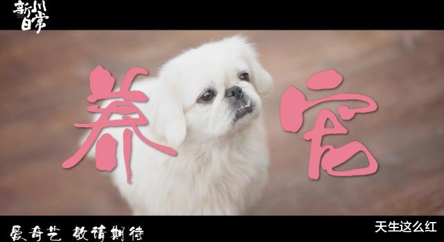 片花|爱奇艺赢麻了！张若昀王阳演马伯庸作品，赵丽颖张译白鹿新剧我都想看